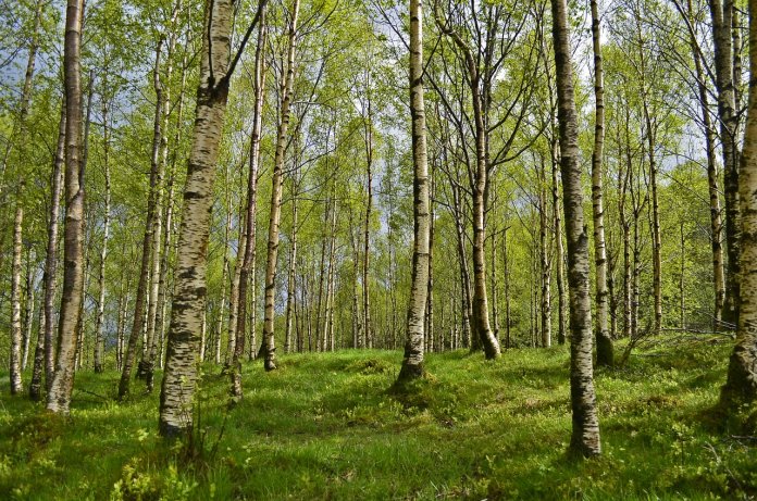 birch-2127012_1280