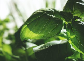 herbavis - herba (12).jpg